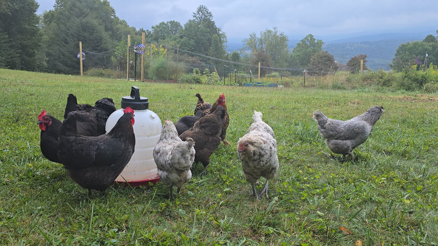 A flock of chickens grazing on the hillside at Afterburner Farm, with garden beds and mountain views behind